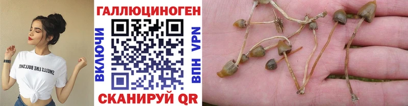 Галлюциногенные грибы мицелий  кракен ССЫЛКА  Сланцы 